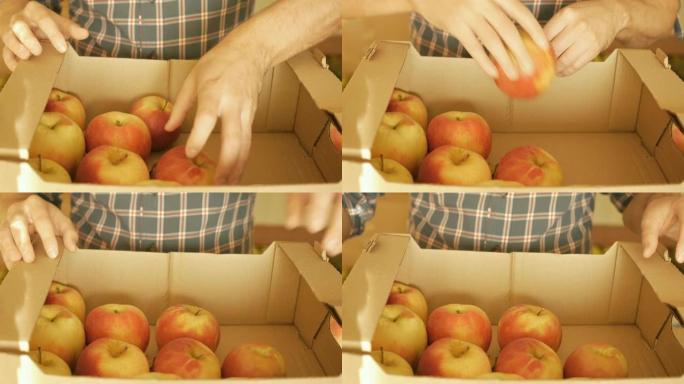 农夫把苹果放在盒子里。新鲜收获的苹果。特写。