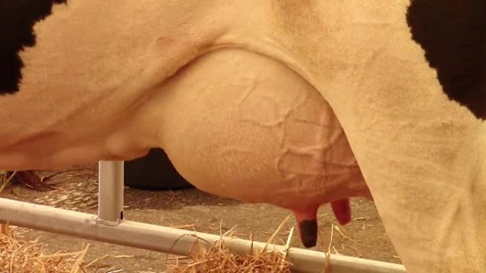 奶牛乳房肿胀并在谷仓内滴下牛奶的特写镜头