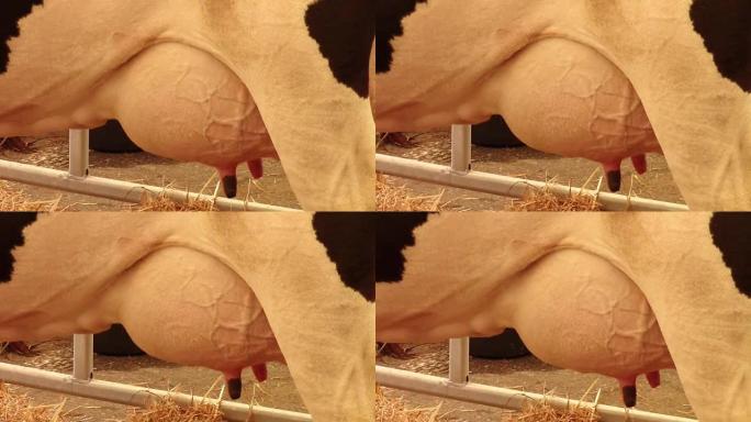 奶牛乳房肿胀并在谷仓内滴下牛奶的特写镜头