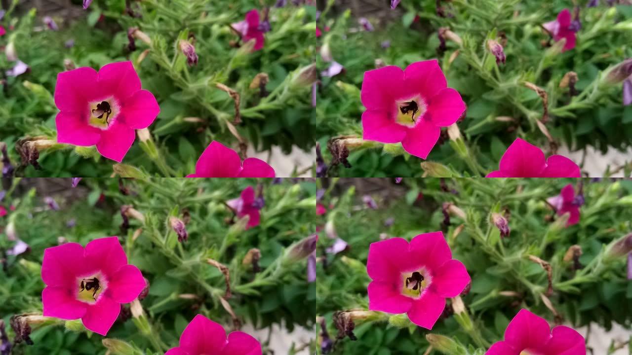 Ruellia tuberosa花的蜜蜂授粉
