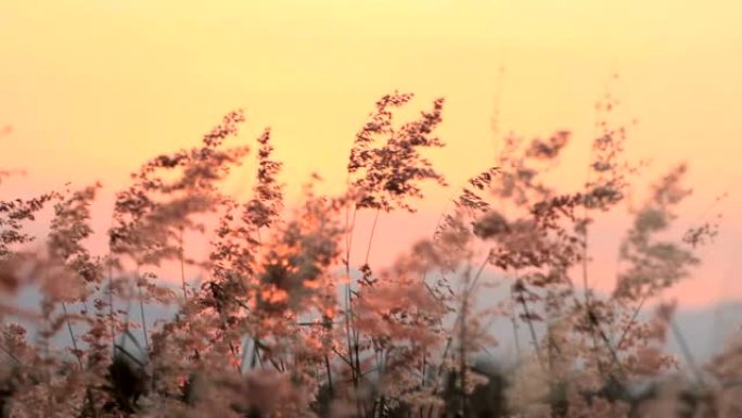 风和夕阳山背景上的草花