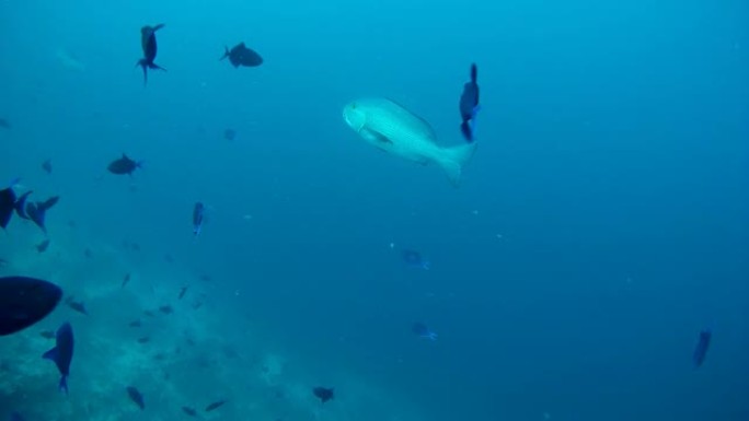 两点红鲷鱼 (Lutjanus bohar) 在马尔代夫印度洋的一群红齿金鱼 (Odonus nig