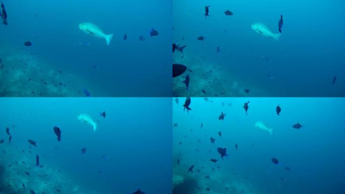 两点红鲷鱼 (Lutjanus bohar) 在马尔代夫印度洋的一群红齿金鱼 (Odonus nig