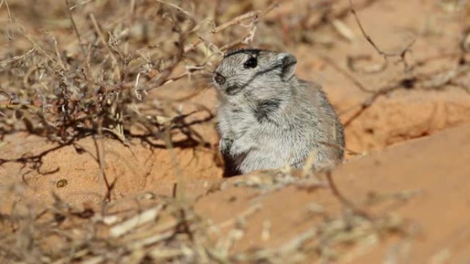 一只吹口哨的老鼠，南非卡拉哈里沙漠