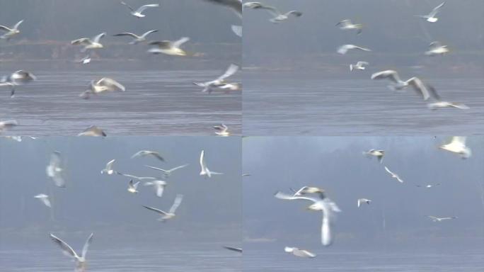 黑头鸥鸟飞越波兰比耶布扎河湿地