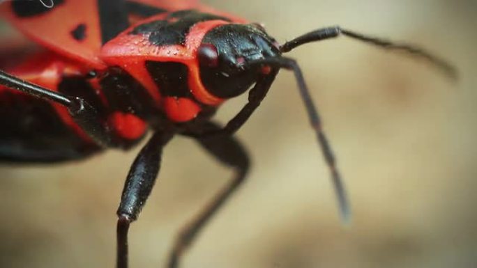 红甲虫移动触角