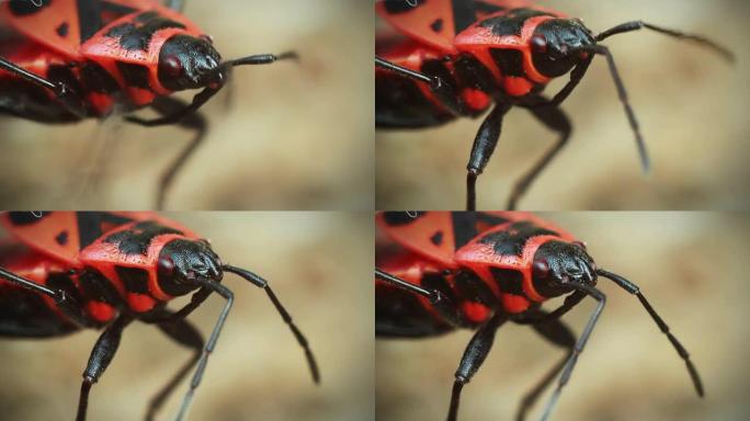 红甲虫移动触角
