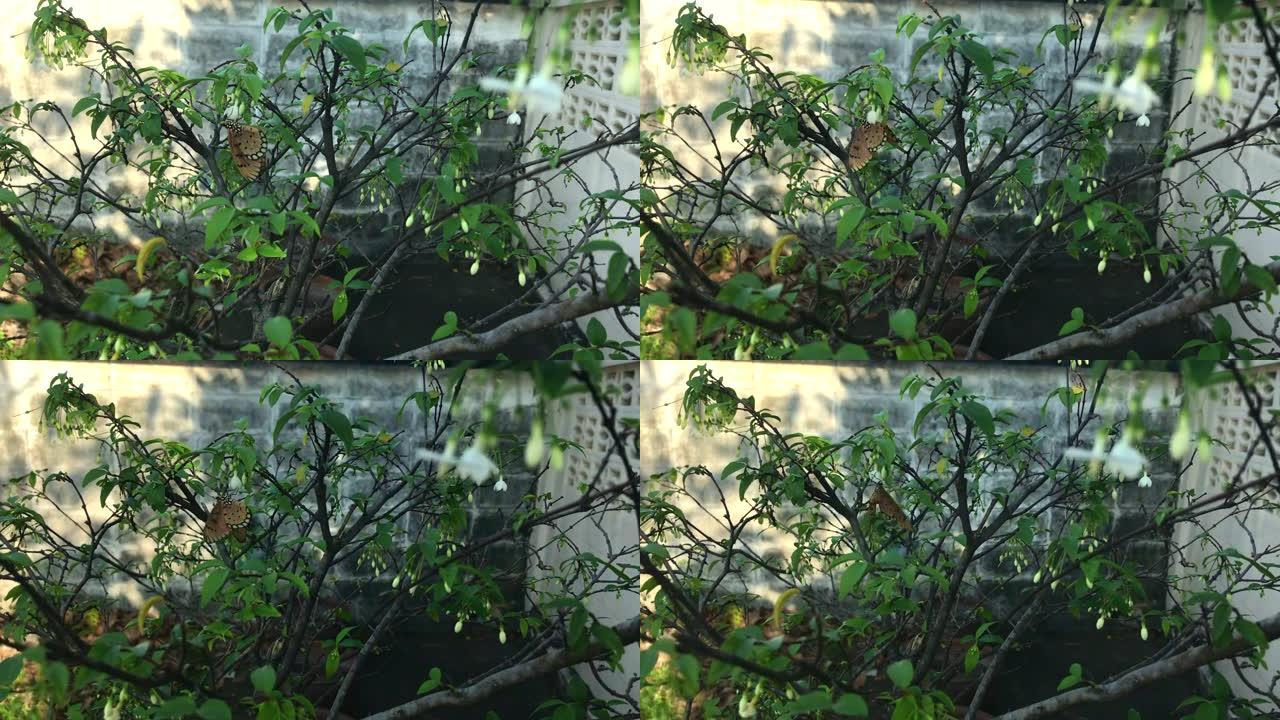 素色虎蝶，白花绿叶上的丹那乌