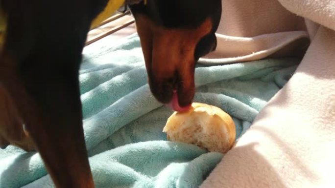 午餐时间狗吃法棍面包。