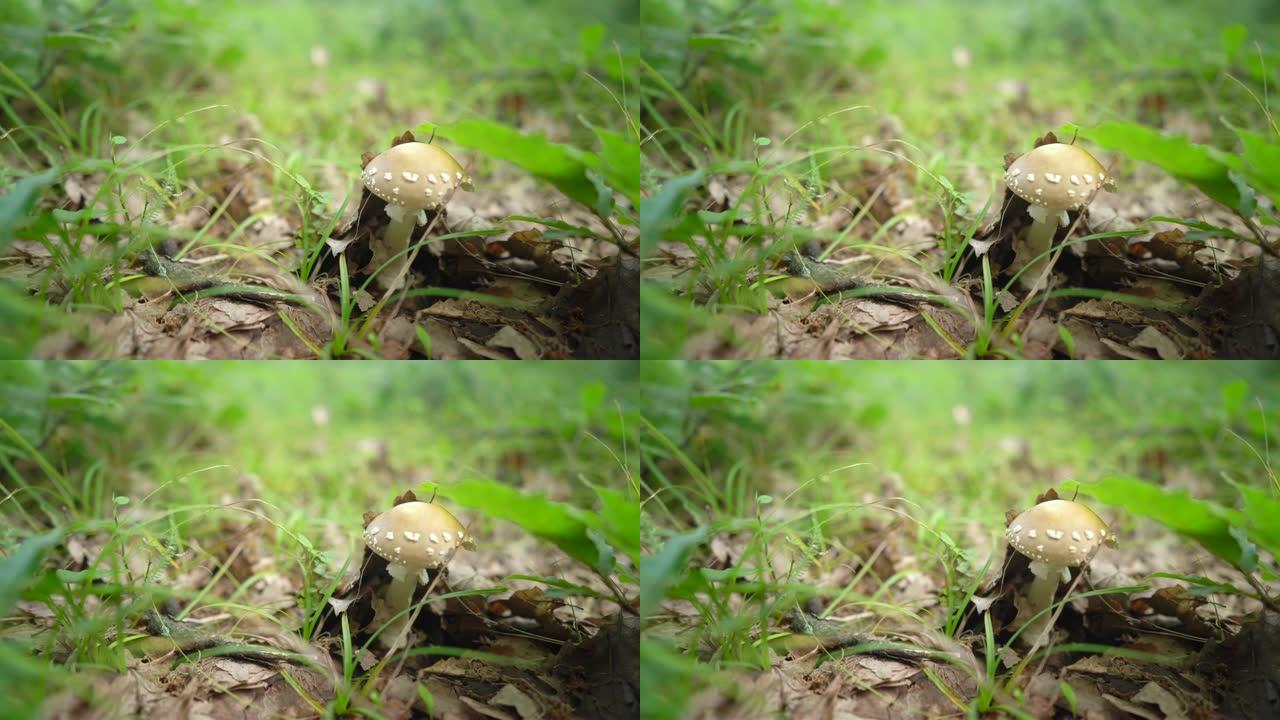 野生毒蘑菇鹅膏菌