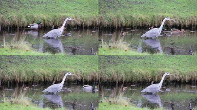 苍鹭和鸭子在公园的池塘上
