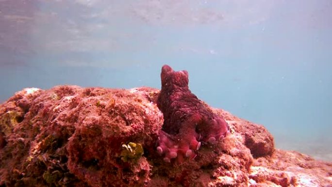 好奇的章鱼 (章鱼cyanea) 坐在岩石上，向前拉一只触手 (仰视)，印度洋，斯里兰卡，南亚