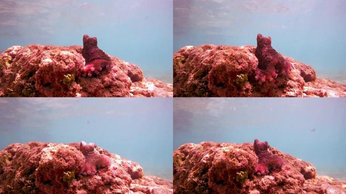 好奇的章鱼 (章鱼cyanea) 坐在岩石上，向前拉一只触手 (仰视)，印度洋，斯里兰卡，南亚