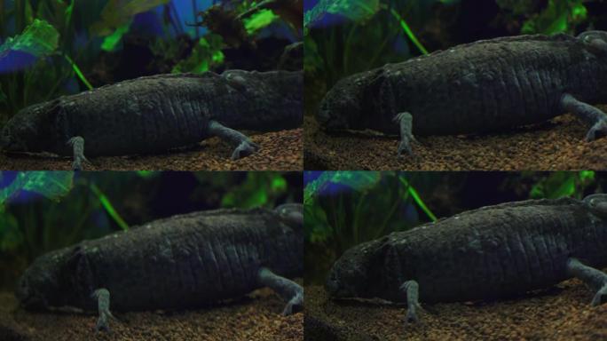 钝口螈，墨西哥蝾螈 (Ambystoma Mexicanum) 或墨西哥步行鱼，水族馆中的成年阶段，