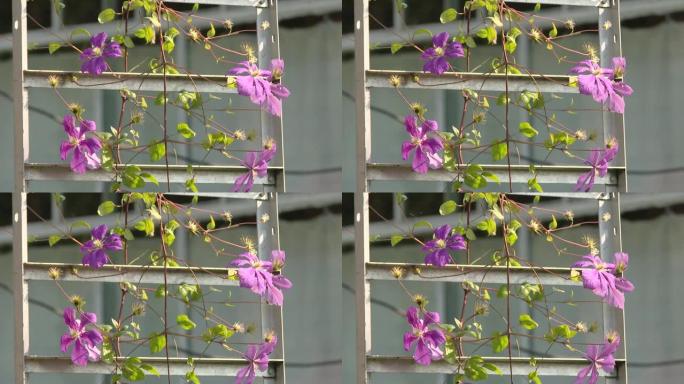 攀爬紫色铁线莲花的藤本植物。美丽的紫色铁线莲在林地花园里长大。