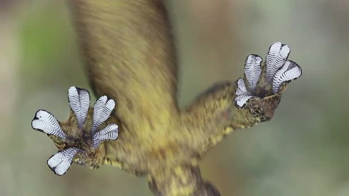 芜菁尾壁虎 (Thecadactylus soimoensis)