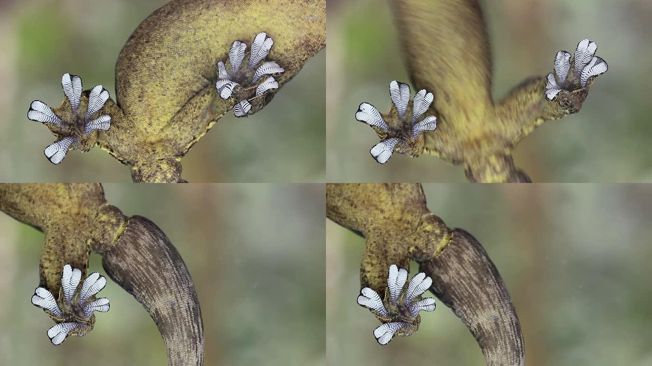 芜菁尾壁虎 (Thecadactylus soimoensis)