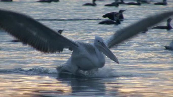 日出时间湖上的弗林鹈鹕