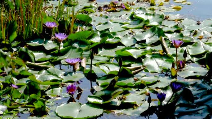 湖里的蓝色莲花
