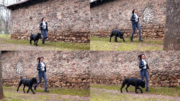 与那不勒斯mast宠物狗一起奔跑的女人