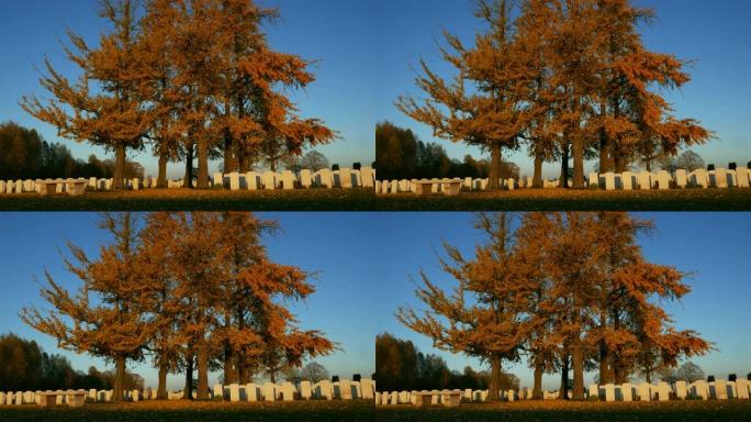 秋天的背景在一个战争墓地:在蓝色的天空和夕阳下落下金色的叶子