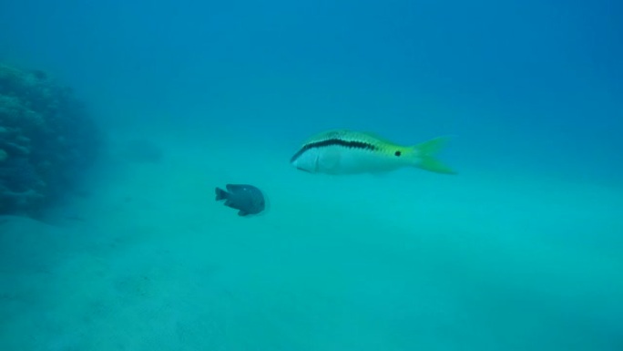 红海山羊鱼 (parupeneus forsskali) 红海，马萨阿拉姆，阿布达巴布，埃及