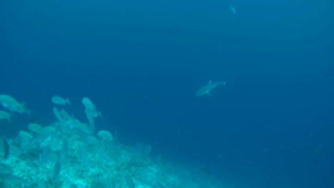 在马尔代夫印度洋珊瑚礁附近游动一大群大眼大盗 (Caranx sexfasciatus) 和灰礁鲨 