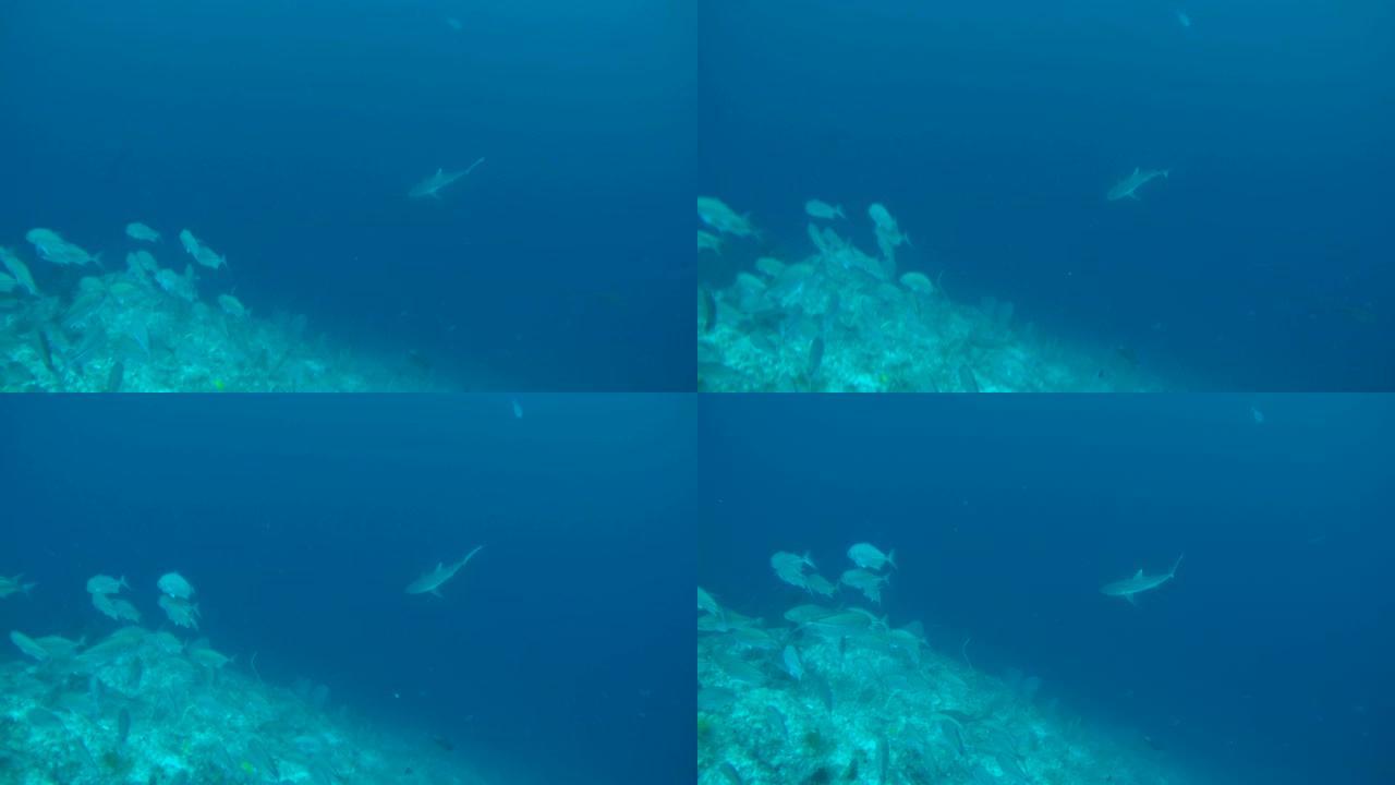 在马尔代夫印度洋珊瑚礁附近游动一大群大眼大盗 (Caranx sexfasciatus) 和灰礁鲨 