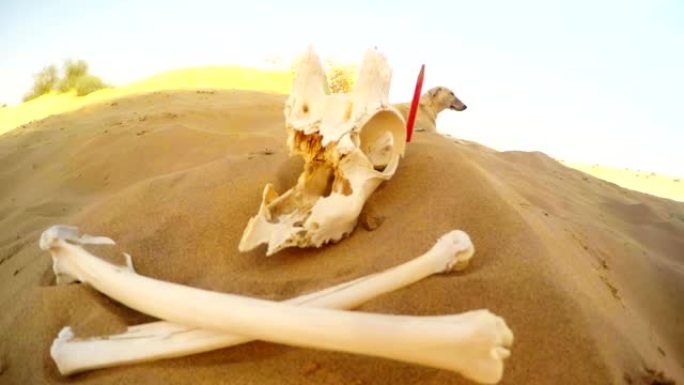 沙丘上动物的骨头三支铅笔放在沙狗后面的沙漠Thar海盗符号