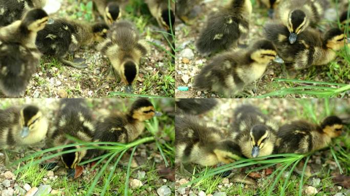 一群小鸭子在草地上觅食