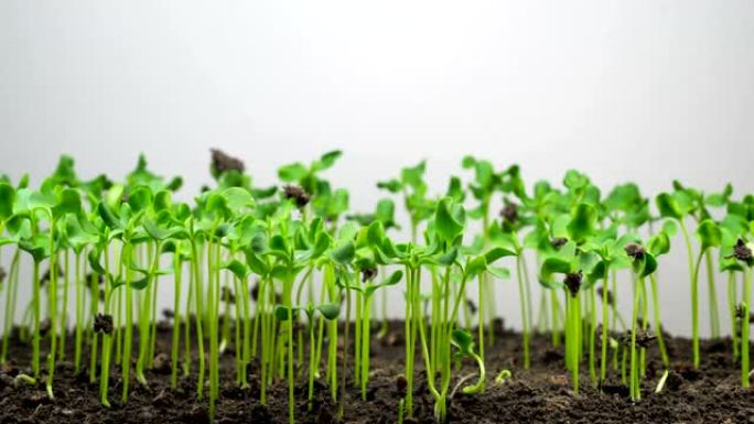 浅色背景下亚麻发芽