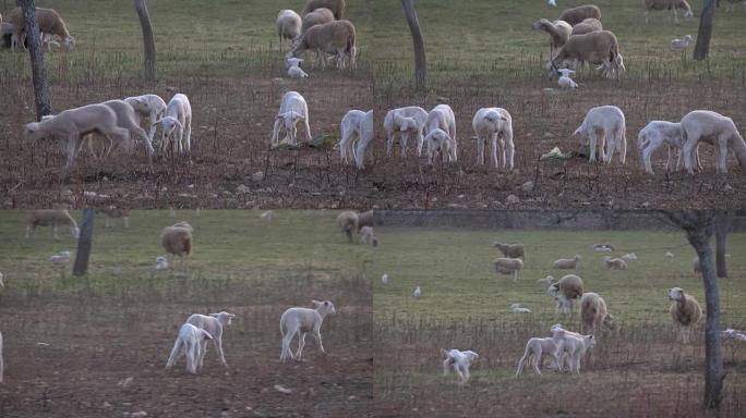 小羊在马略卡岛的野外比赛