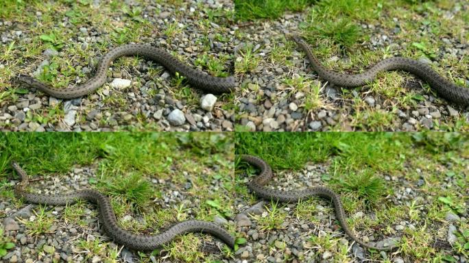 草和石头上的野蛇Coronella Austriaca