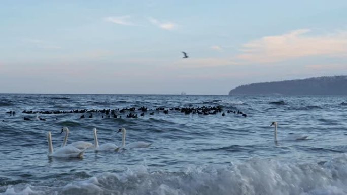 白天鹅，海鸥和黑水母鸡在海洋，靠近海岸线，水禽，特写，海景
