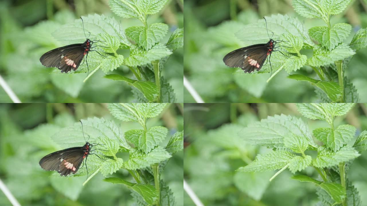 还是黑红蝴蝶突然飞走了