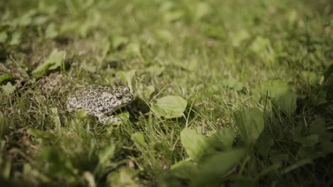 蟾蜍在自然背景下的草地上摆姿势