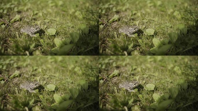 蟾蜍在自然背景下的草地上摆姿势