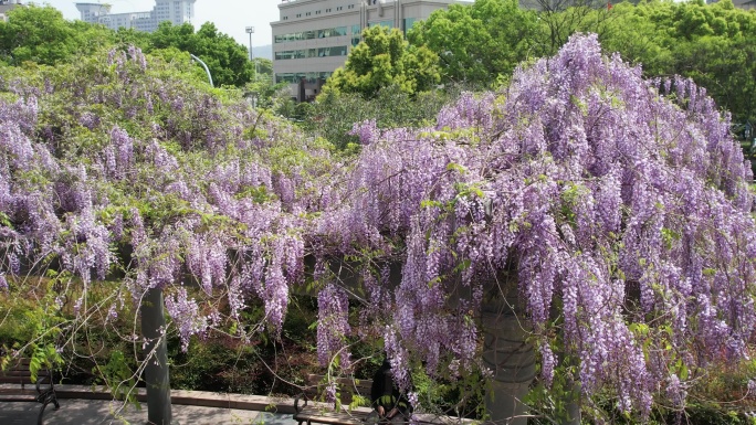 春风中的紫藤花DJI_0980