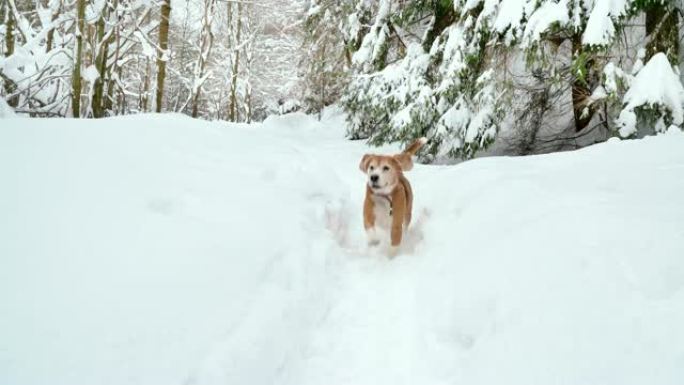 在雪地里挖的小路奔跑的有趣小猎犬的4k镜头
