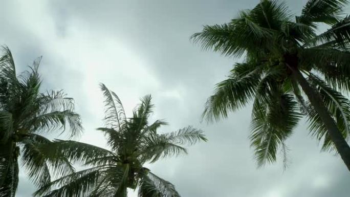 椰子树的低角度镜头在风中吹动。雨云在降雨前变成深灰色。