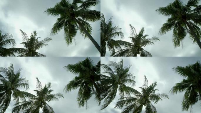 椰子树的低角度镜头在风中吹动。雨云在降雨前变成深灰色。