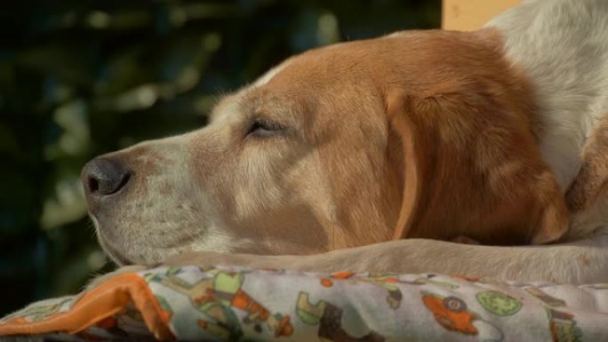 可爱的小猎犬在他的狗窝里休息4K