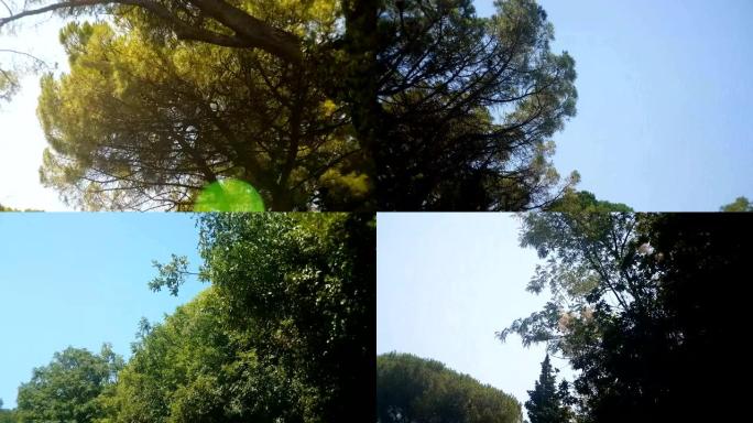 公路驾驶。树冠和阳光明媚的天空。不同种类的树木。版本1