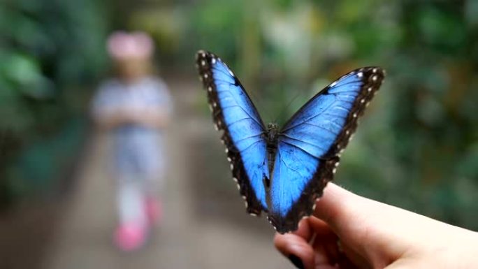 前景是一只非常漂亮的蓝色蝴蝶。在模糊的背景是读一个小女孩的剪影。4k慢速移动
