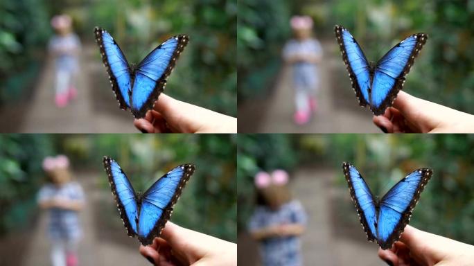前景是一只非常漂亮的蓝色蝴蝶。在模糊的背景是读一个小女孩的剪影。4k慢速移动