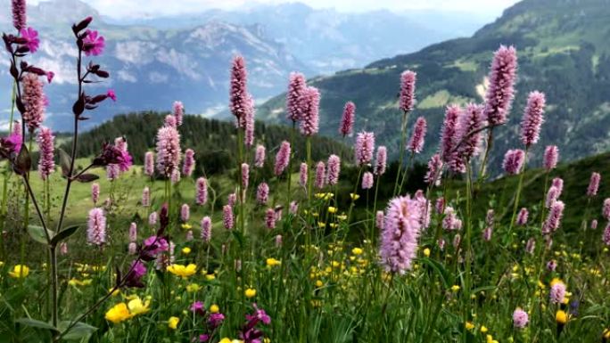 野花在瑞士阿尔卑斯山的山坡上随风摇曳