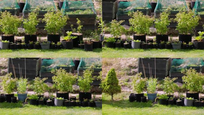 塑料罐中的绿色覆盆子灌木丛的特写视图。草莓生长在托盘项圈上，覆盖着防鸟网。