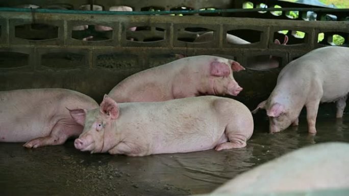 现代工业养猪场上的猪