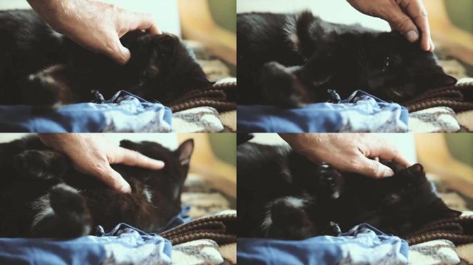 普通黑猫仰面躺着，啃着我的手
