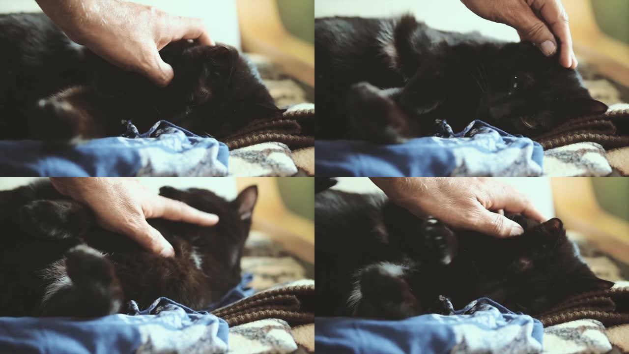 普通黑猫仰面躺着，啃着我的手
